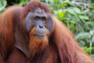 orangutan-bornejsky.jpg